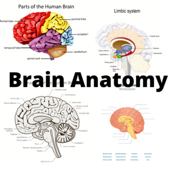 Brain anatomy by Digital Empire | Teachers Pay Teachers