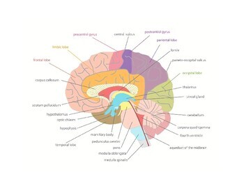 Brain anatomy by Li Lu | Teachers Pay Teachers