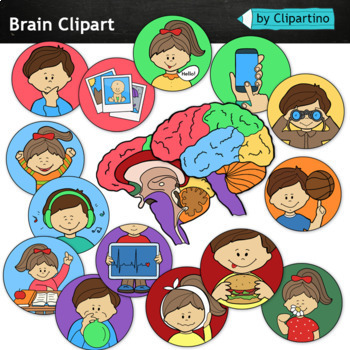 Preview of Body organs Clip art/ Brain Clip Art /Science clipart/ Commercial use