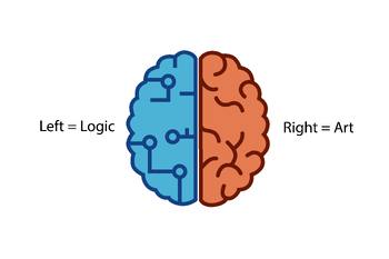 Preview of Brain function: The left and right