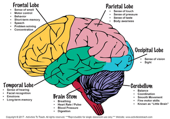 Human Brain: How We Use Our Brains Activity Packet. by Activities to Teach