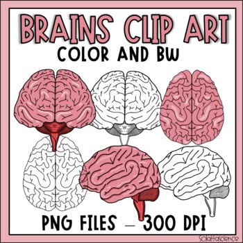 Brains Clip Art - Realistic Brains Clip Art - Human Body Clip Art