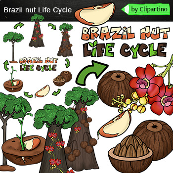 Brazil Nut Life Cycle Clipart By Clipartino Teachers Pay Teachers