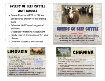 Beef Cattle Teaching Resources | TPT