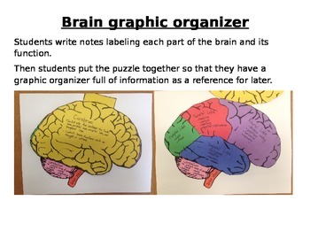 Preview of Brain Graphic Organizer and Puzzle