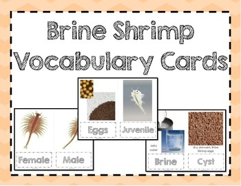 Preview of Brine Shrimp Vocabulary Cards