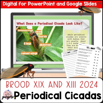 Preview of Cicadas 2024 Digital Slides