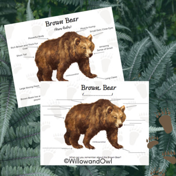 Preview of Brown Bear Anatomy Sheets