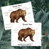 Brown Bear Anatomy Sheets