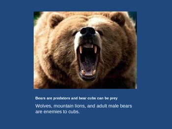 Preview of Brown Bears and Polar Bears fun facts expository reading and writing