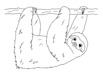 sloth coloring pages