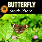 Buckeye Butterfly Stock Photo #276