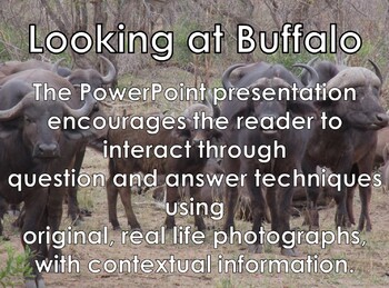 Preview of AFRICAN BUFFALO - Interactive PowerPoint presentation including video snippets