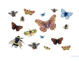 Bug and Butterfly Classroom Banner, Bulletin Decoration an