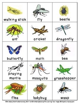 Bug Flashcards Matching Cards Pictionary by Headfirst | TpT