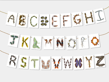 Preview of Bug & Insect Alphabet Letters | Insect Bulletin Board | Phonetic Real Pictures