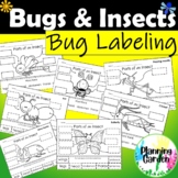 Bug Labeling | Parts of a Bug, Insect, Butterfly {spring, 