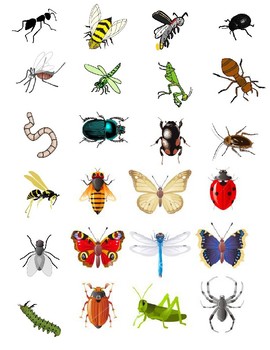Bug book- mini by Proctor Preschool | TPT