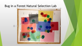 Preview of Bug in a Forest Natural Selection Lab