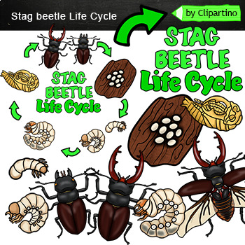 Preview of Bug insect life cycle Clip Art/ Stag beetle/ Commercial use 