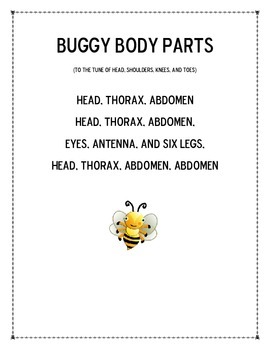 Preview of Bug Body Parts