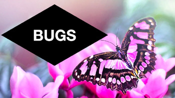 Preview of Bugs (10 Insects): Animated Keynote/PPT Presentation, Colorful Science