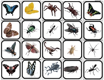 Preview of "Bugs & Butterflies" Picture Matching/Memory Game/Flashcards for Autism