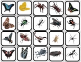 "Bugs & Butterflies" Picture Matching/Memory Game/Flashcar