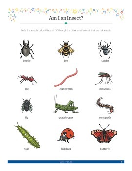 Bugs: Small Crawling and Flying Animals by Teacher's Pet Educational  Services