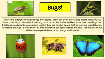 Preview of Bugs Vs. Insects/Make a Bug Hotel