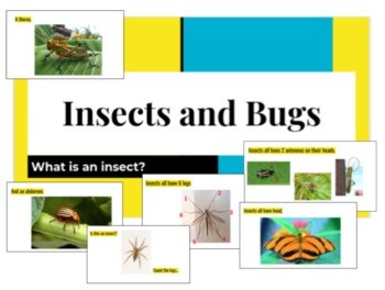 Preview of Bugs and Insects- A Science Packet