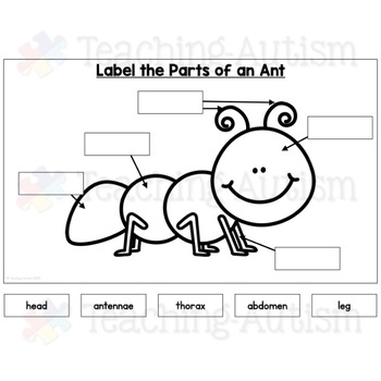 Bugs and Insects Activity | Label the Insect Distance Learning | TpT
