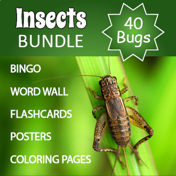 Preview of Bugs and Insects BINGO, Flashcards, Coloring Pages, and Printables