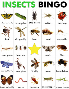 Bugs and Insects Bingo Game with Real Pictures Vocabulary Cards ESL ...