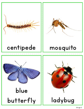 Bugs and Insects Bingo Game with Real Pictures Vocabulary Cards ESL ...