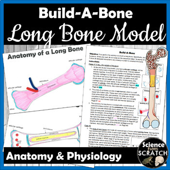Preview of Build-A-Bone: Anatomy of a Long Bone Model Activity | Skeletal System