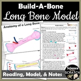 Build-A-Bone: Anatomy of a Long Bone Model Activity | Skel