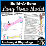 Build-A-Bone: Anatomy of a Long Bone Model Lab Activity