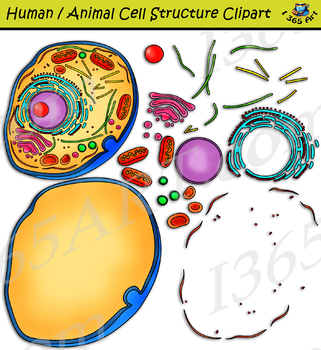 Preview of Build A Human/Animal Cell Structure Clipart