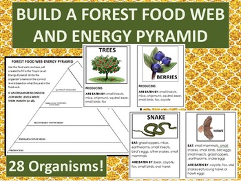 Preview of Build  Forest Food Web and Energy Pyramid Performance Task -28 organism cards