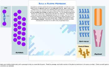 Preview of Build a Cell Membrane | Google Slides Interactive Model