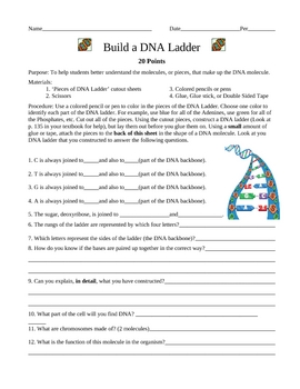 Preview of Build a DNA Ladder Worksheet