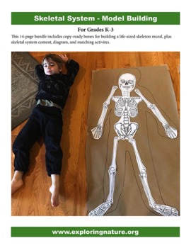 Preview of Build a Kid-sized 2D Model of the Human Skeleton