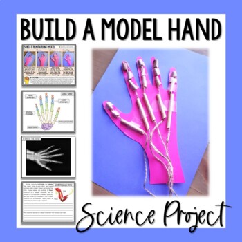 Preview of Build a Model Hand Science Activity - Muscles, Bones, & Tendons