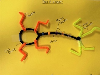 Preview of Build a Neuron Activity