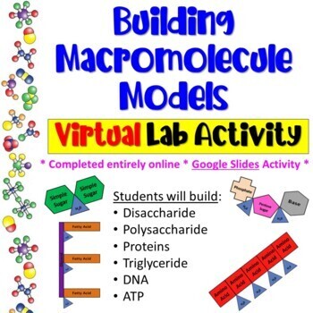 Preview of Building Macromolecule Models * Digital Lab Activity