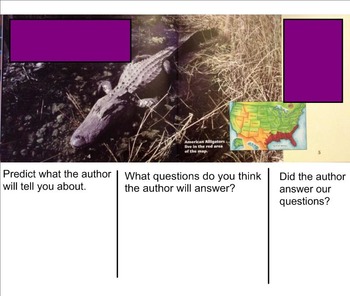 Preview of Building Questioning Skills using Informational Text - Alligators