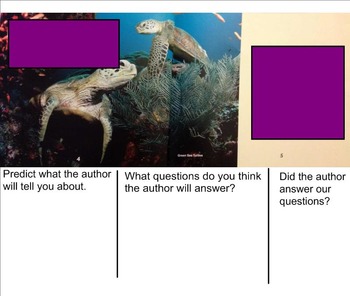 Preview of Building Questioning Skills using Informational Text - Turtles
