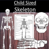Building a Child-sized Skeleton Bones Science