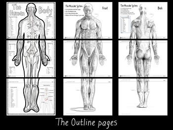 Understanding the body shapes, front and back view by Nsio on